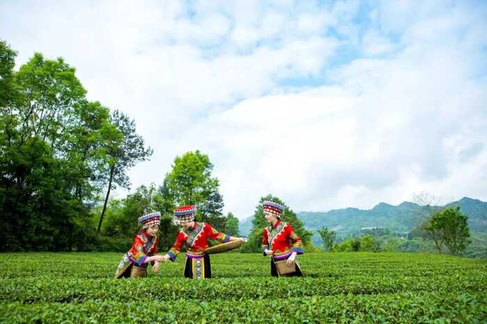 中國(guó)主導(dǎo)！《綠茶 術(shù)語(yǔ)》國(guó)際標(biāo)準(zhǔn)修訂發(fā)布