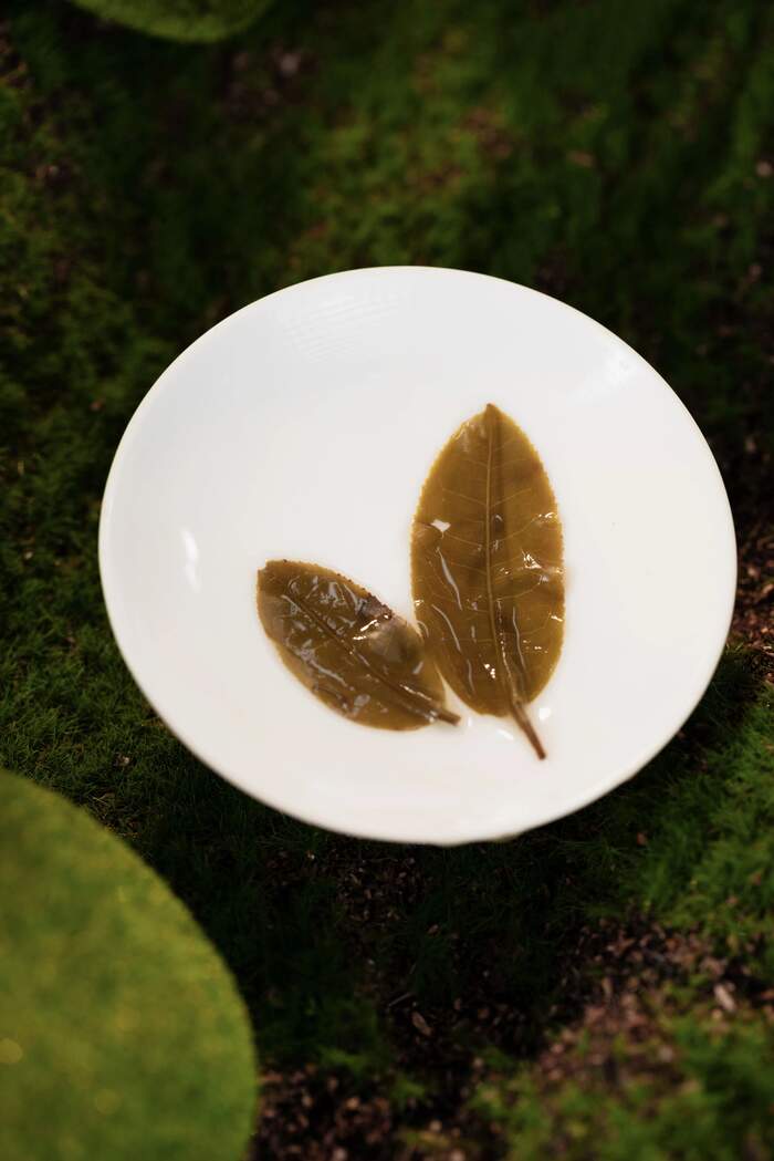 葉底，藏著茶葉的“體檢報告