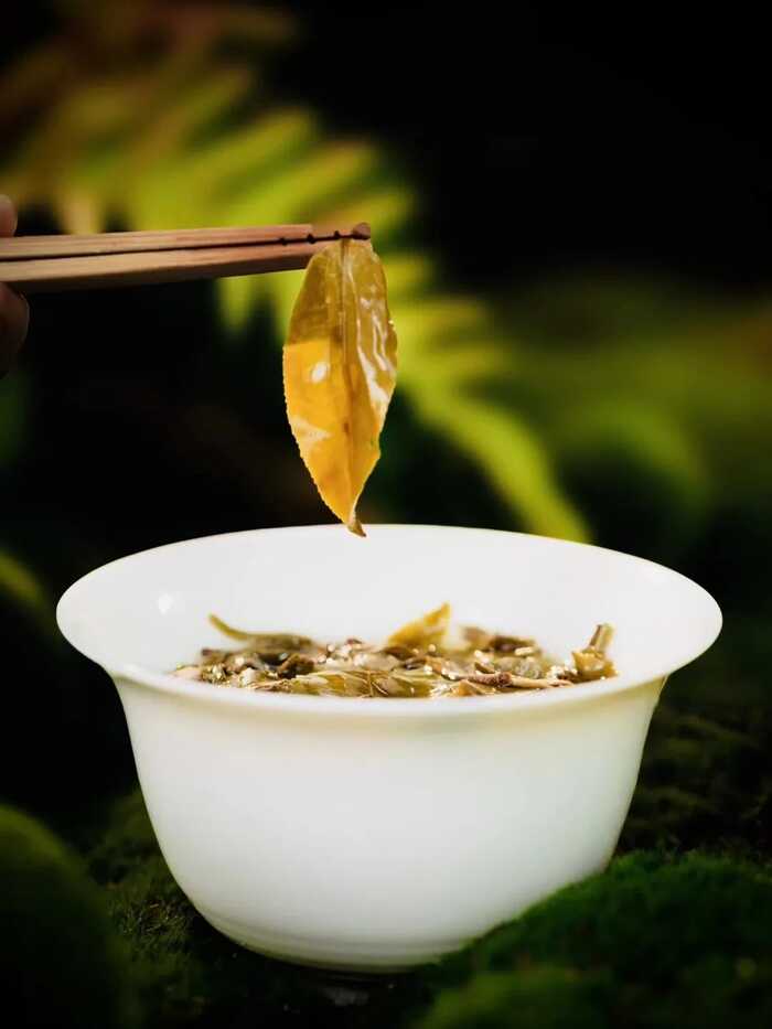 葉底，藏著茶葉的“體檢報告