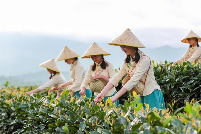 美麗中國(guó)茶松溪：九龍問(wèn)鼎 白茶飄香