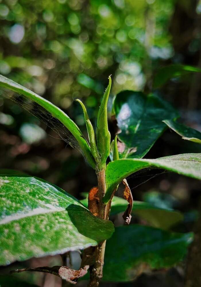 野生茶到底是個(gè)怎樣的存在？