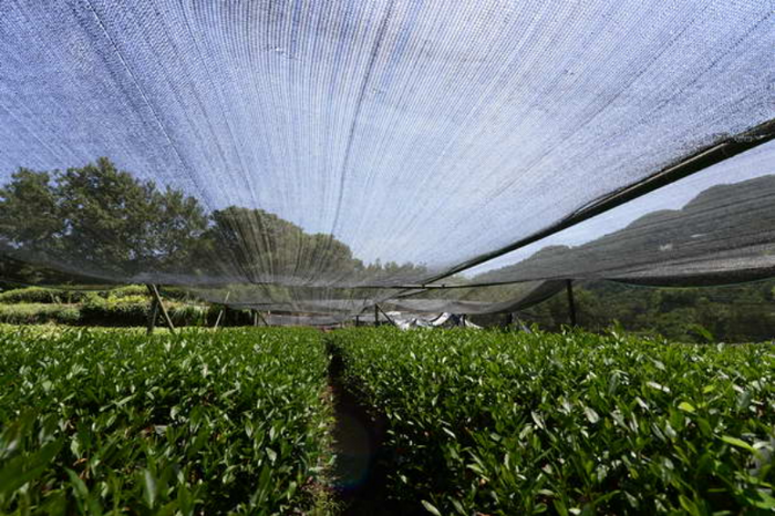 農(nóng)業(yè)農(nóng)村部發(fā)布2025年夏秋季茶園生產(chǎn)管理及防災(zāi)減災(zāi)技術(shù)指導(dǎo)意見