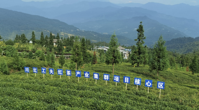 五大舉措！助力這個(gè)茶產(chǎn)業(yè)項(xiàng)目完美“收官”
