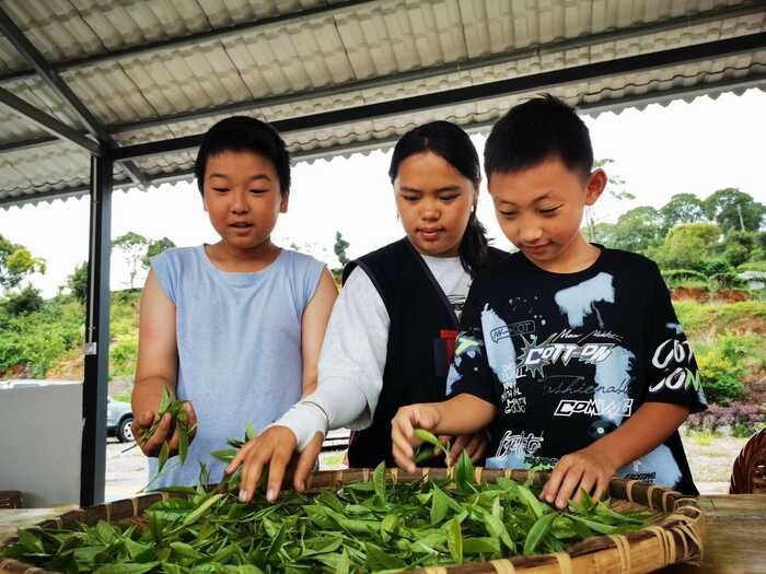思茅區(qū)：暑期茶旅融合激活產(chǎn)業(yè)新動能
