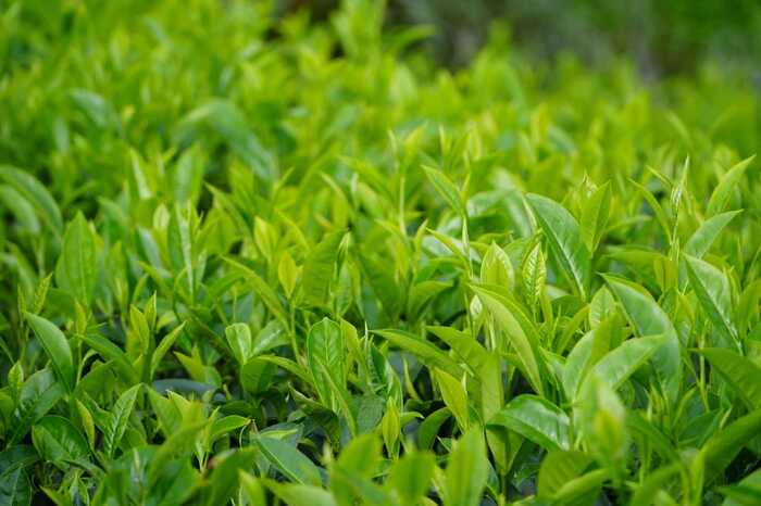 思茅區(qū)：暑期茶旅融合激活產(chǎn)業(yè)新動能