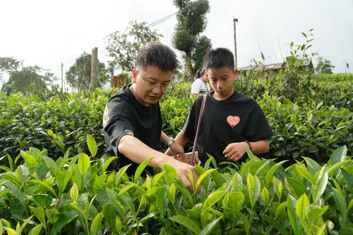 思茅區(qū)：暑期茶旅融合激活產(chǎn)業(yè)新動能