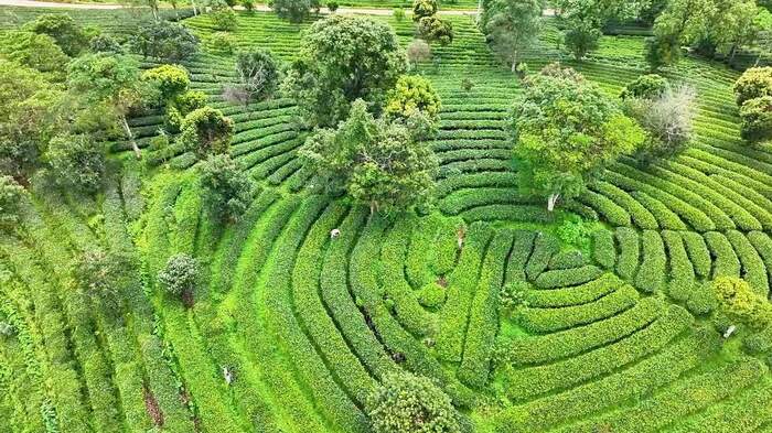 思茅區(qū)：暑期茶旅融合激活產(chǎn)業(yè)新動能