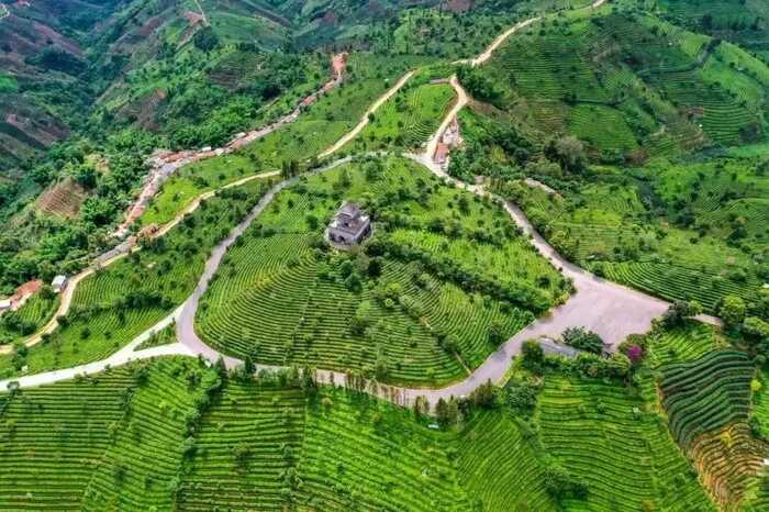 思茅區(qū)：暑期茶旅融合激活產(chǎn)業(yè)新動能