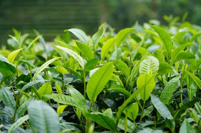 思茅區(qū)：暑期茶旅融合激活產(chǎn)業(yè)新動能