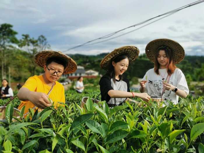 思茅區(qū)：暑期茶旅融合激活產(chǎn)業(yè)新動能