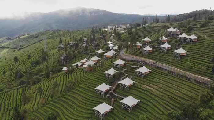 思茅區(qū)：暑期茶旅融合激活產(chǎn)業(yè)新動能