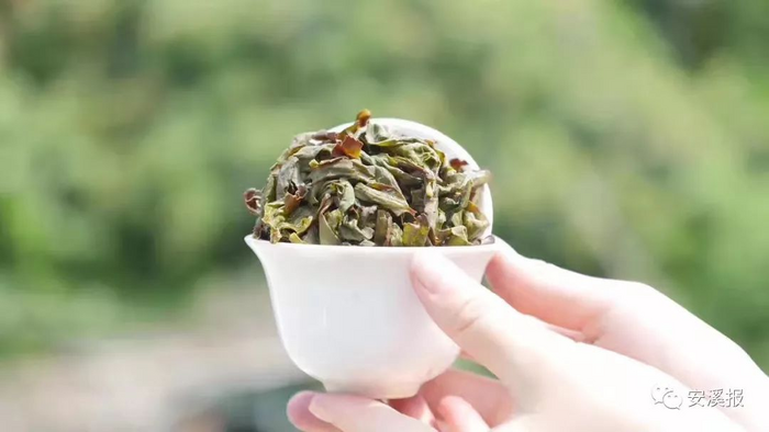八閩山水育“地標(biāo)”好茶