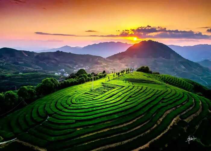 八閩山水育“地標(biāo)”好茶