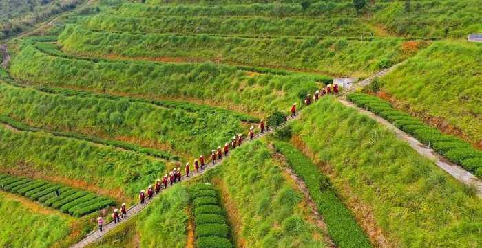八閩山水育“地標(biāo)”好茶