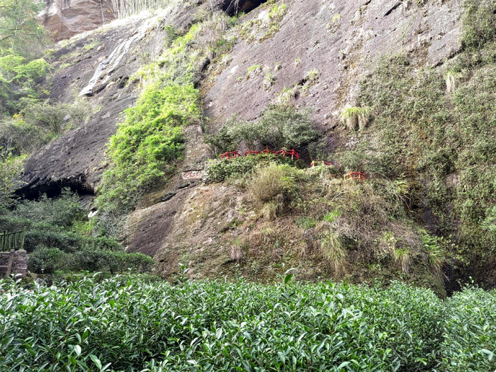 八閩山水育“地標(biāo)”好茶