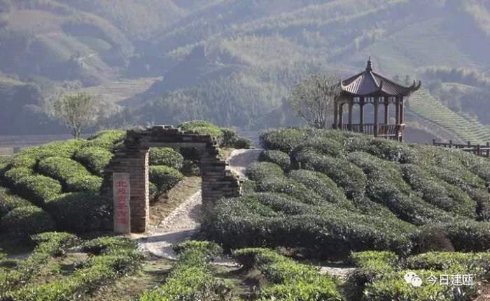 八閩山水育“地標(biāo)”好茶