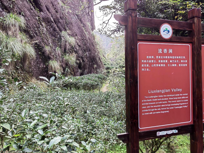八閩山水育“地標(biāo)”好茶