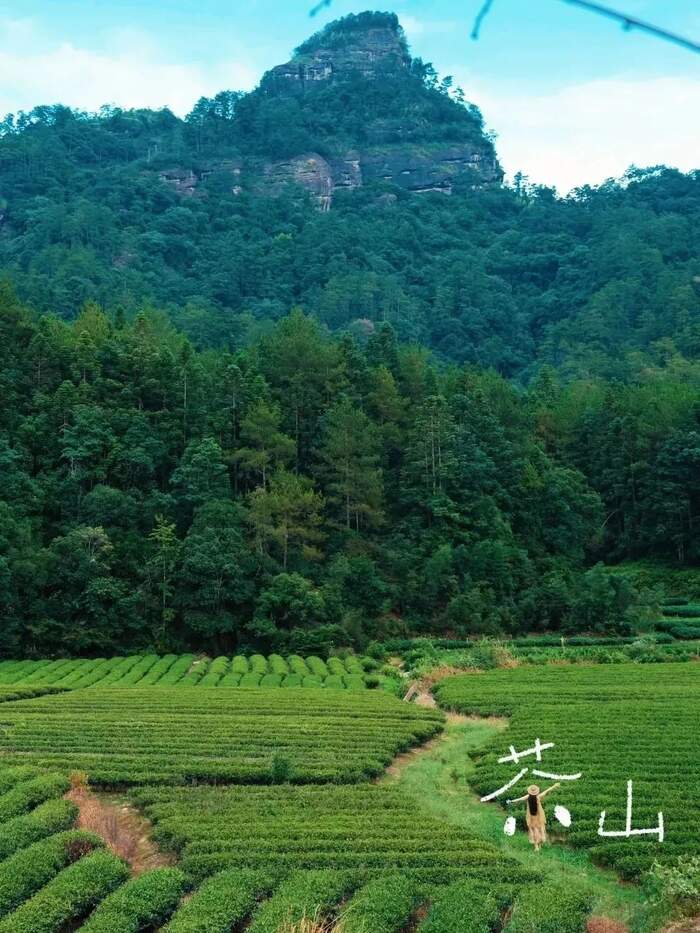八閩山水育“地標(biāo)”好茶