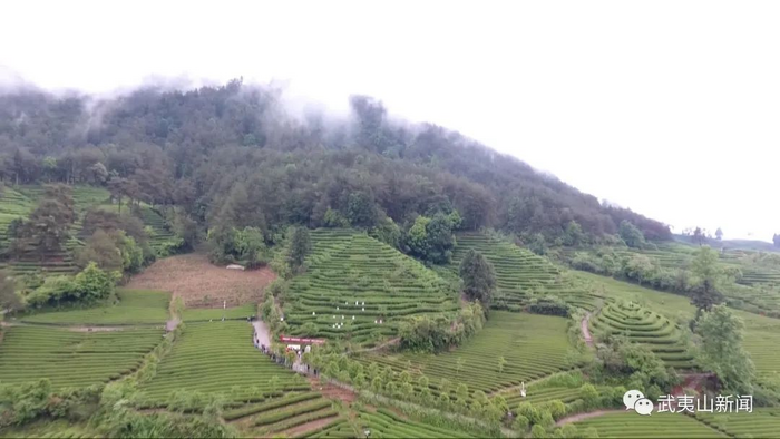 八閩山水育“地標(biāo)”好茶