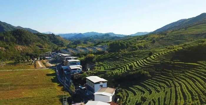 八閩山水育“地標(biāo)”好茶
