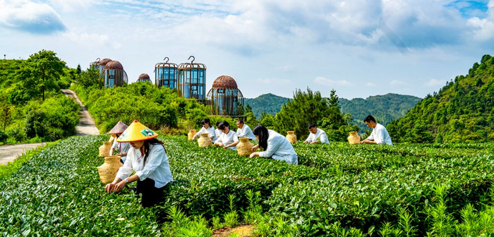 八閩山水育“地標(biāo)”好茶