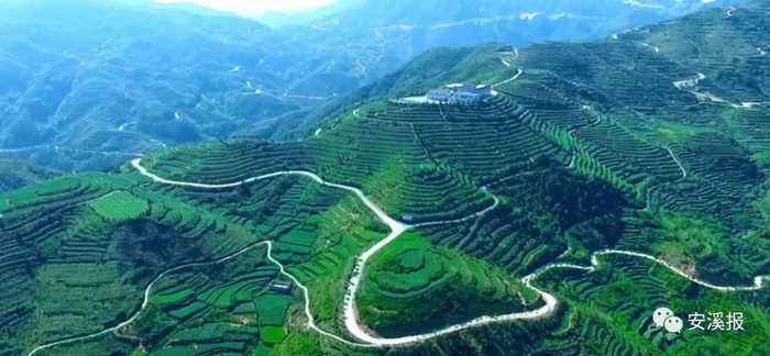 八閩山水育“地標(biāo)”好茶