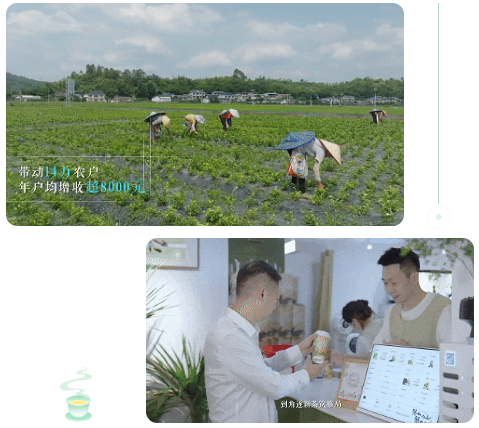 芬芳犍為茉莉花茶·香沁天下