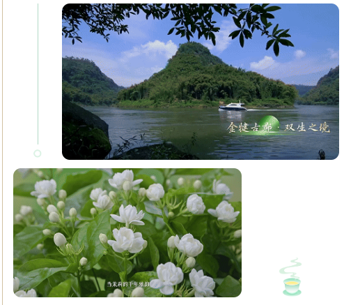 芬芳犍為茉莉花茶·香沁天下