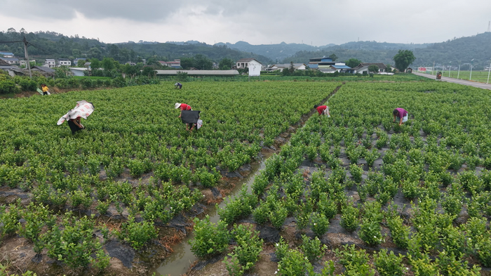 捷报！茉莉茶香添“国标”支撑！