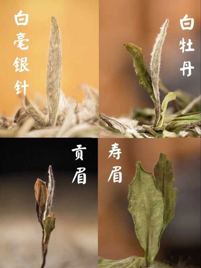 白茶壓餅：不只是簡單“壓一壓”