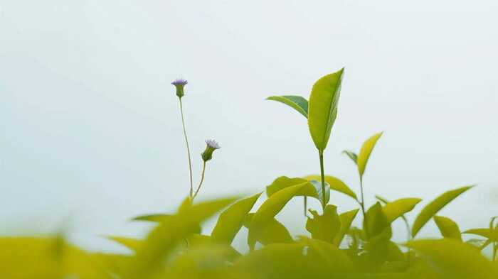 昆明七彩云南?慶灃祥?茶業(yè)股份有限公司榮獲2025年【助力鄉(xiāng)村振興龍頭企業(yè) 】稱號