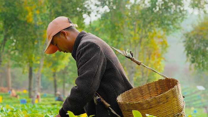 昆明七彩云南?慶灃祥?茶業(yè)股份有限公司榮獲2025年【助力鄉(xiāng)村振興龍頭企業(yè) 】稱號