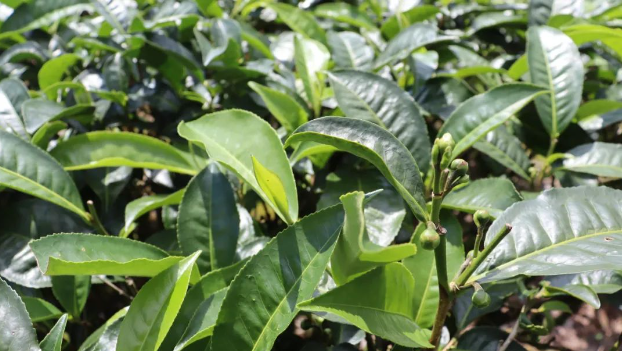 黎明鄉(xiāng)：“三個(gè)一千畝”特色茶園 夯實(shí)岔河村產(chǎn)業(yè)基礎(chǔ)