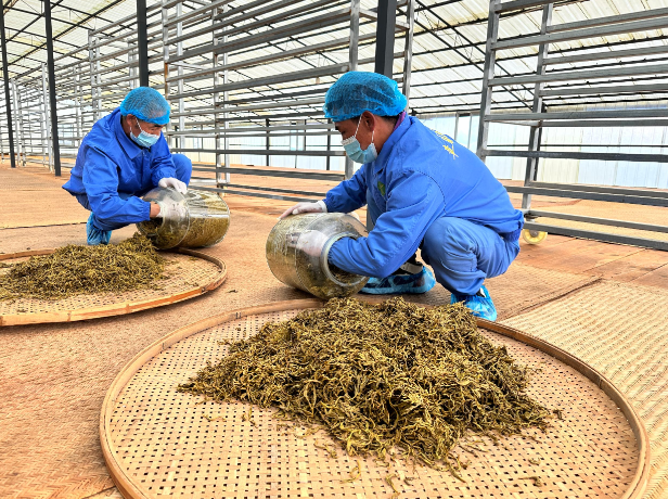 從山野到世界 瀾滄縣勐朗鎮(zhèn)一片茶葉的“酸”功夫