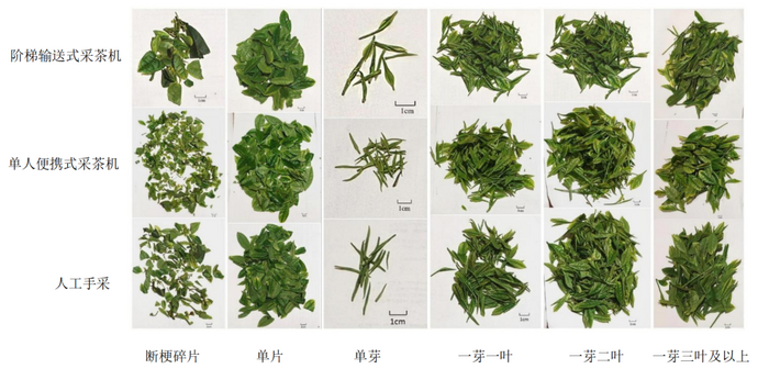 阶梯输送式采茶机实现采摘效率与质量双保证