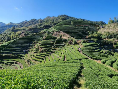 阶梯输送式采茶机实现采摘效率与质量双保证