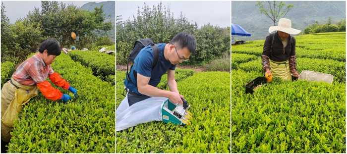 阶梯输送式采茶机实现采摘效率与质量双保证