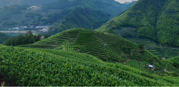 阶梯输送式采茶机实现采摘效率与质量双保证