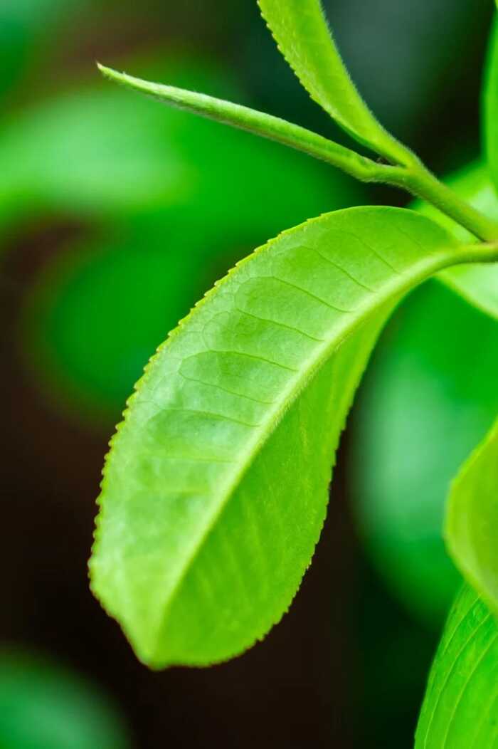 茶葉上的小絨毛，大有來(lái)頭!