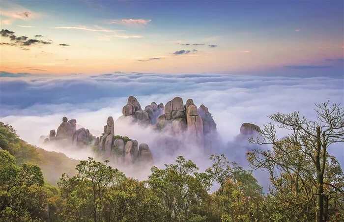 福建福鼎白茶文化系統(tǒng)保護(hù)發(fā)展之路