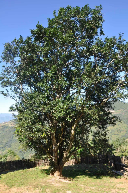 西南林業(yè)大學(xué)古茶樹研究團隊踐行“兩山”理論的途徑