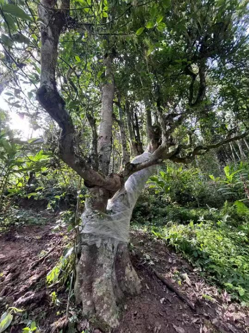 西南林業(yè)大學(xué)古茶樹研究團隊踐行“兩山”理論的途徑