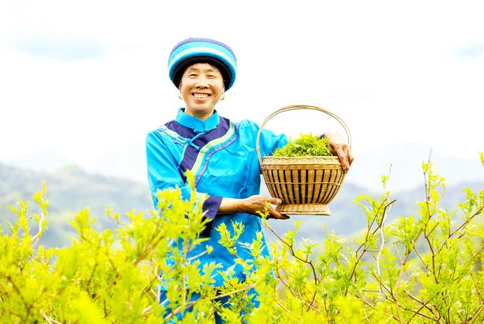 來鳳何以榮膺“世界藤茶之鄉(xiāng)”