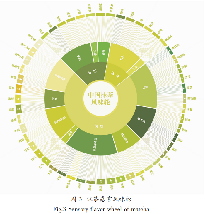 抹茶感官風(fēng)味輪的構(gòu)建及應(yīng)用