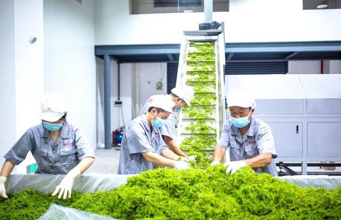 來鳳何以榮膺“世界藤茶之鄉(xiāng)”