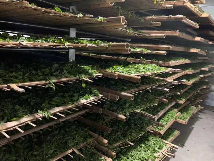 茶葉香氣研究進展③：茶葉中香氣的變化和形成機理