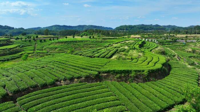 茶韻飄香，山水共賞?