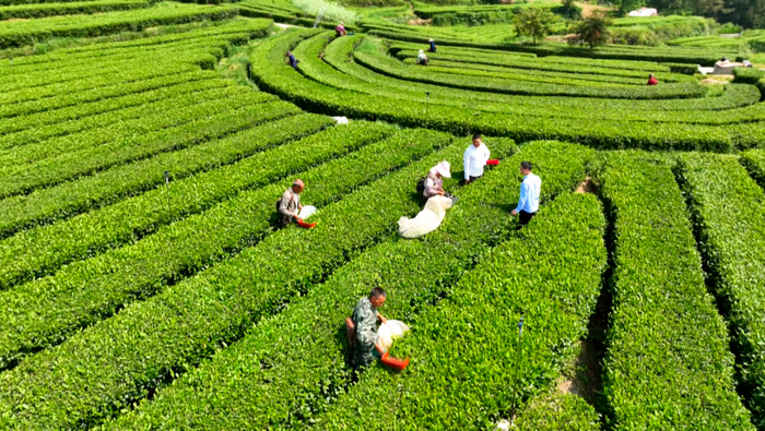 茶韻飄香，山水共賞?