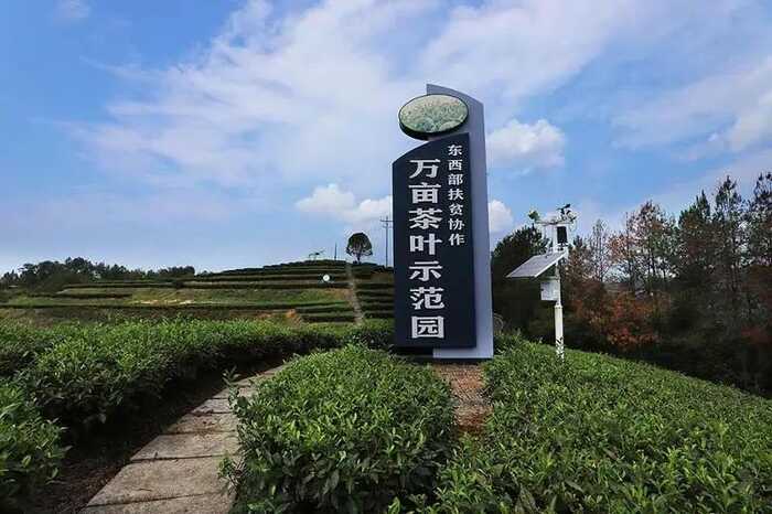 茶韻飄香，山水共賞?