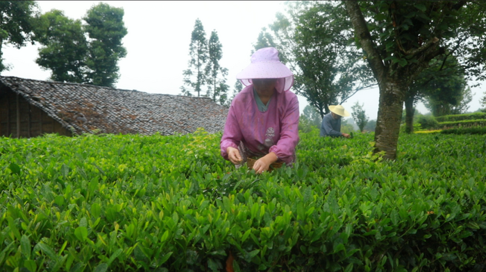 茶韻飄香，山水共賞?